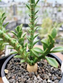 Euphorbia platyrrhiza