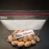 Macrozamia macdonnellii seeds