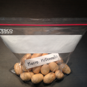 Macrozamia macdonnellii seeds