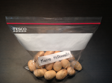 Macrozamia macdonnellii seeds
