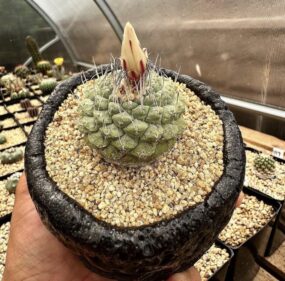 Strembocactus disciformis