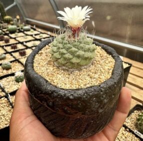 Strembocactus disciformis