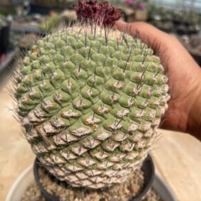 Strembocactus disciformis