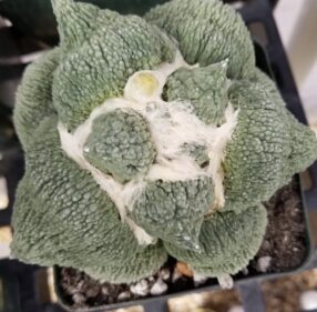 Ariocarpus retusus Ariocarpus retusus
