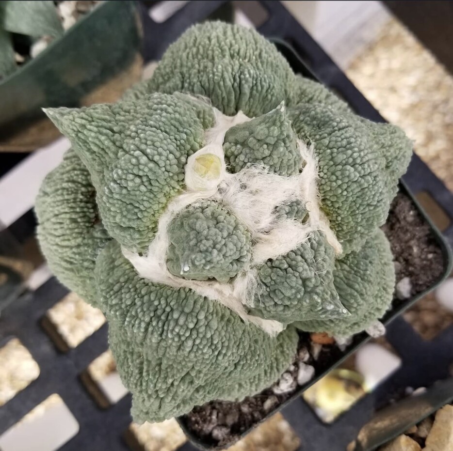 Ariocarpus retusus