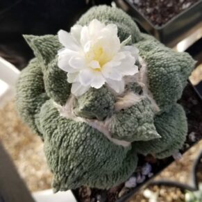 Ariocarpus retusus