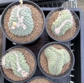 Strembocactus disciformis