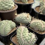 Strembocactus disciformis