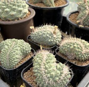 Strembocactus disciformis