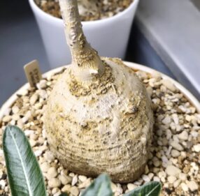 Elephantorrhiza elephamtina