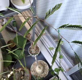 Elephantorrhiza elephamtina