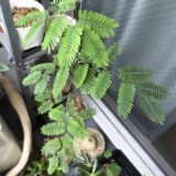 Elephantorrhiza elephamtina