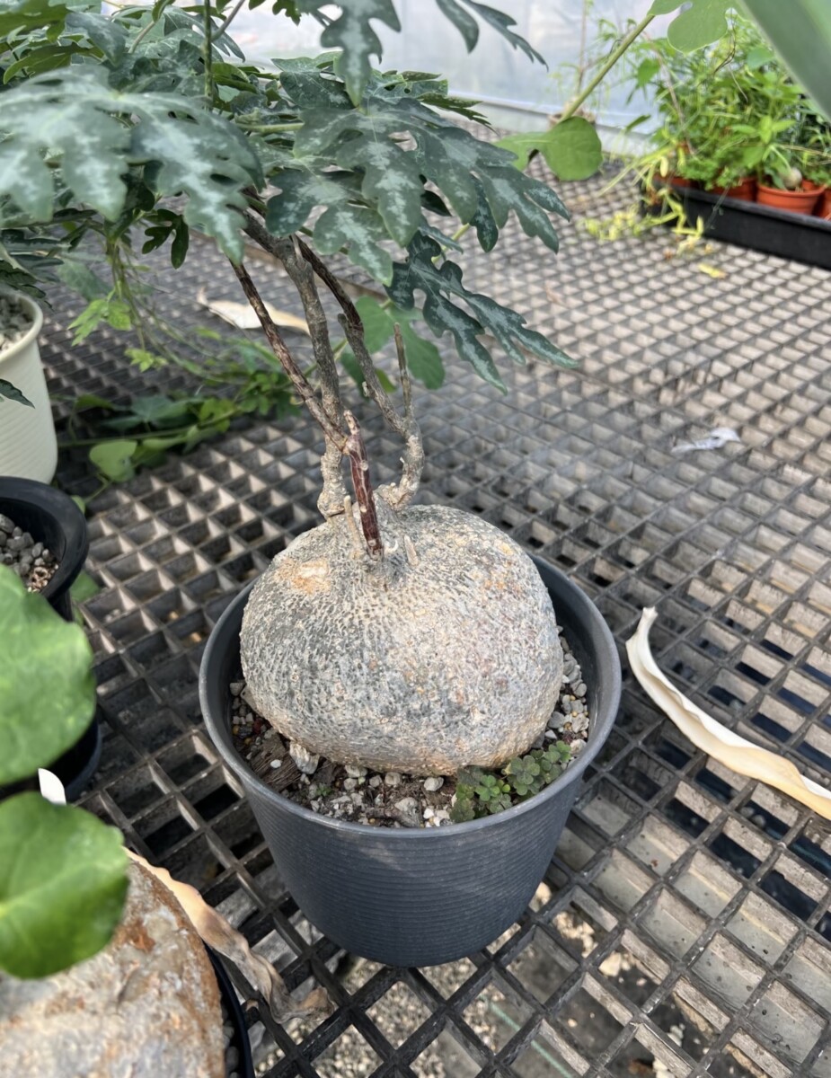 adenia metamorpha