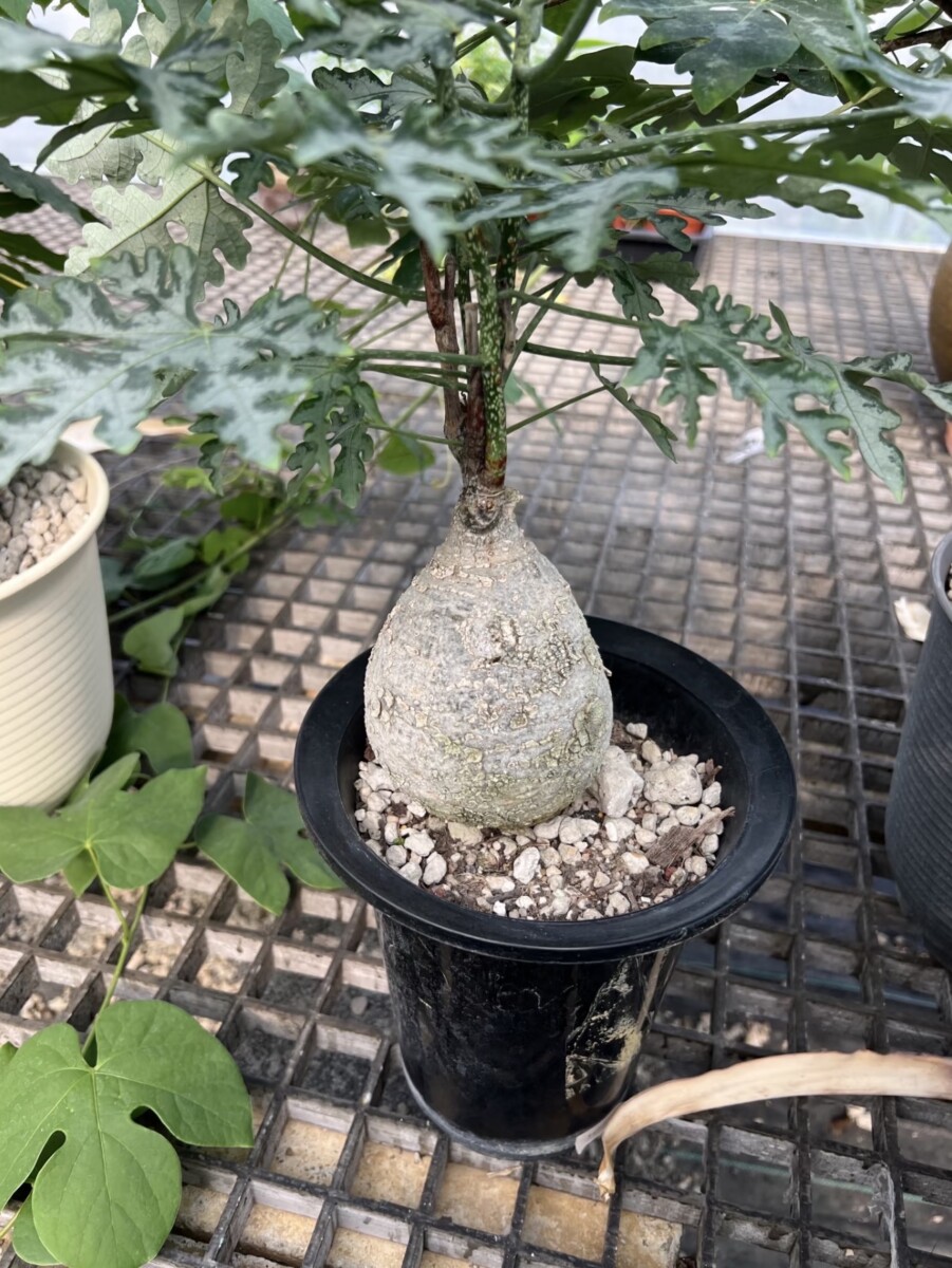 adenia metamorpha