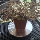 Curculigo recurvata