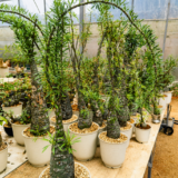 Fouquieria purpusii plant