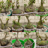 Fouquieria purpusii