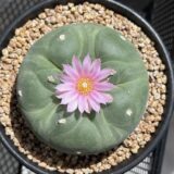 peyote