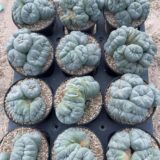 peyote
