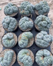 crested peyote 