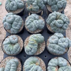 peyote