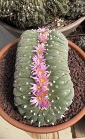 Crested Peyote