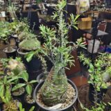 Fouquieria purpusii