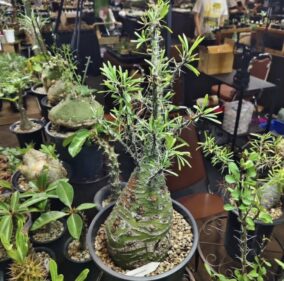 Fouquieria purpusii