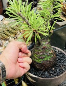 fouquieria purpusii