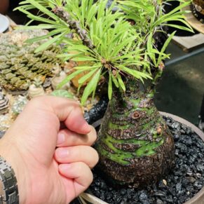 Fouquieria purpusii