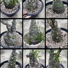 Fouquieria purpusii