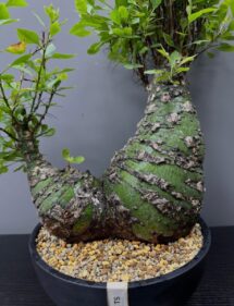 Fouquieria purpusii plant