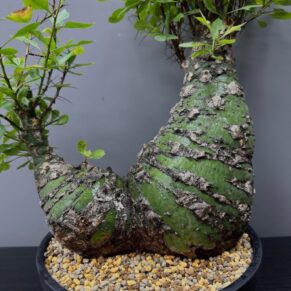 Fouquieria purpusii plant