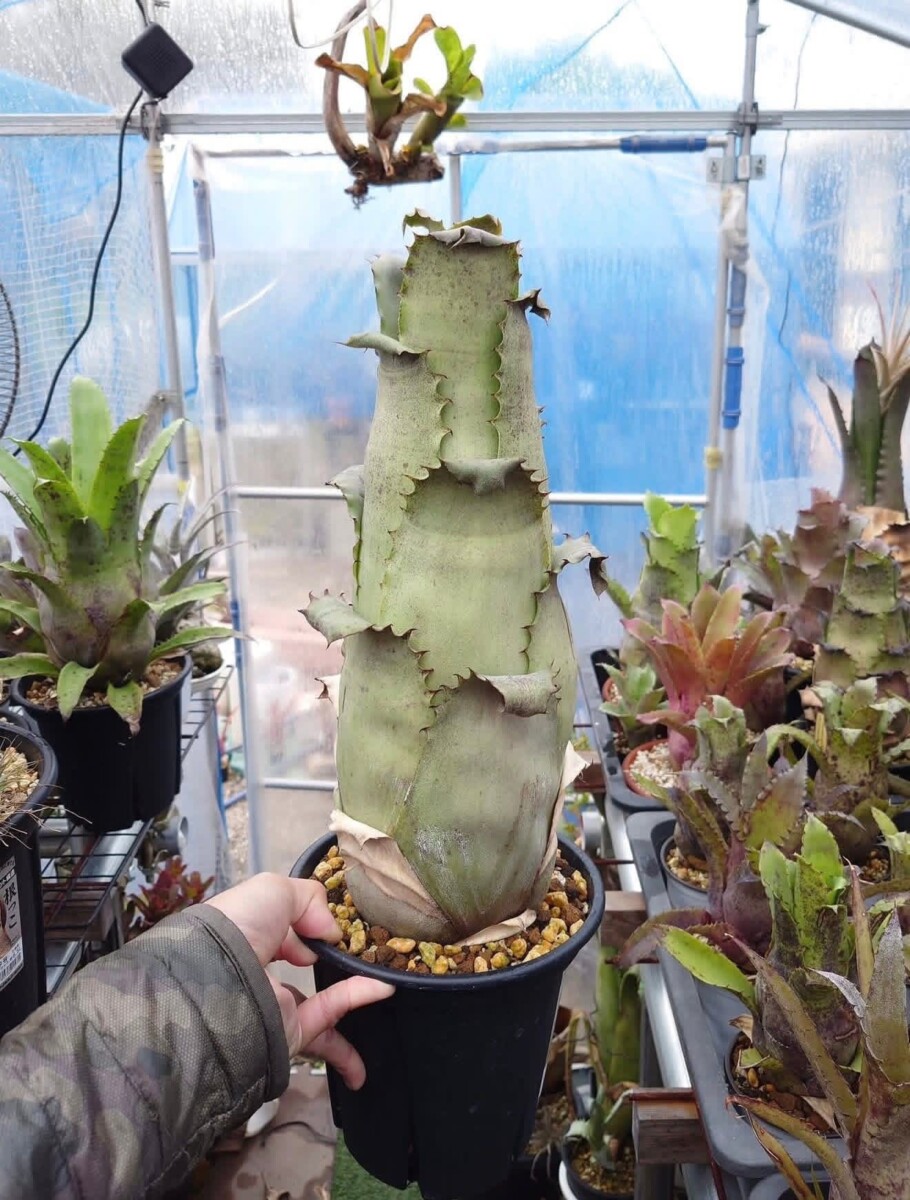 Hohenbergia sp