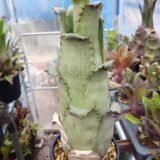 Hohenbergia sp