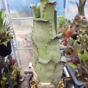 Hohenbergia sp