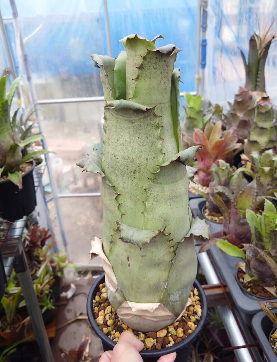 Hohenbergia sp