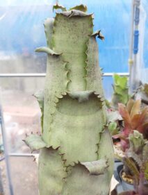 Hohenbergia sp