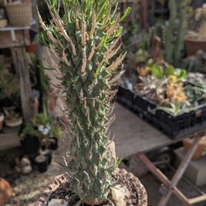 Euphorbia schoenlandii