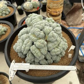 crested peyote