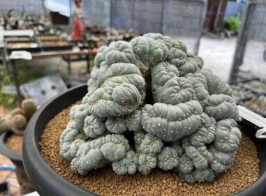 crested peyote