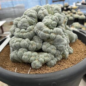 peyote