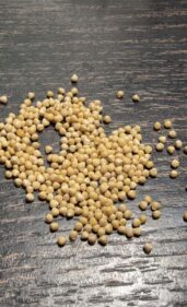 Dorstenia gigas seeds