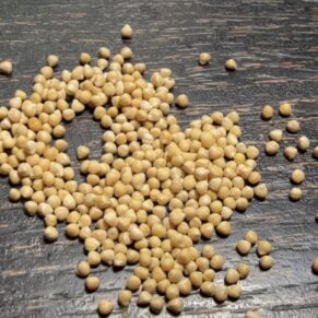 Dorstenia gigas seeds