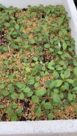 Dorstenia gigas seeds