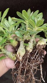 Dorstenia gigas seeds Dorstenia gigas seeds