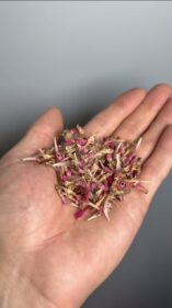 peyote seeds