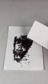 peyote seeds