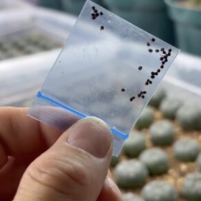 peyote seeds