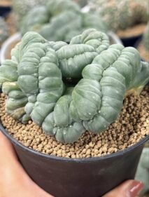 peyote
